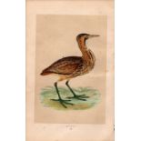 Bittern Rev Morris Antique History of British Birds Engraving.