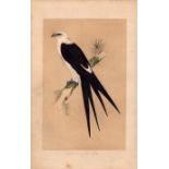 Swallow Tailed Kite Rev Morris Antique History of British Birds Engraving.