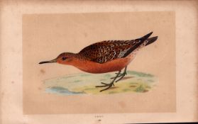 Knot Rev Morris Antique History of British Birds Engraving.