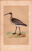 Whimbrel Rev Morris Antique History of British Birds Engraving.