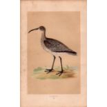 Whimbrel Rev Morris Antique History of British Birds Engraving.