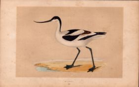 Avocet Rev Morris Antique History of British Birds Engraving.