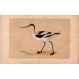 Avocet Rev Morris Antique History of British Birds Engraving.