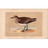 Sanderling Rev Morris Antique History of British Birds Engraving.