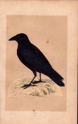 Crow Rev Morris Antique History of British Birds Engraving.