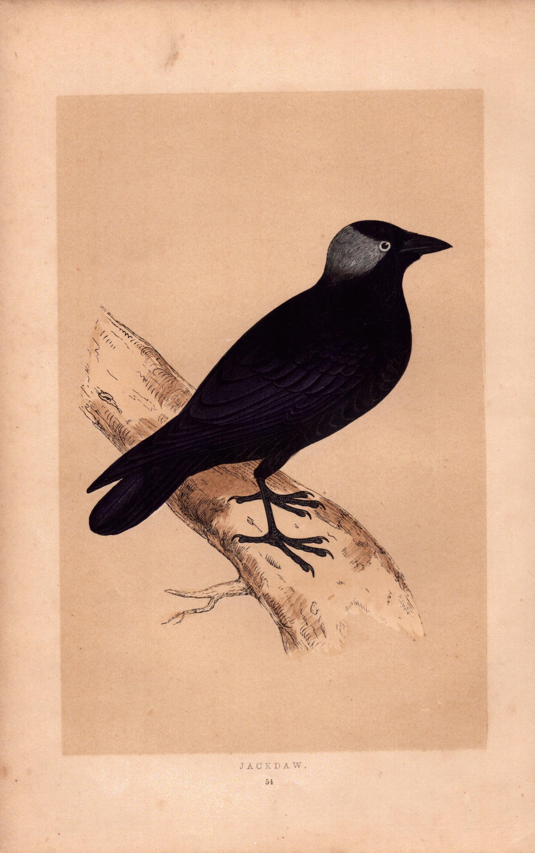 Jackdaw Rev Morris Antique History of British Birds Engraving.