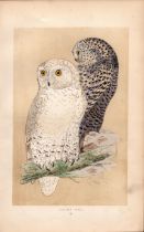 Snowy Owl Rev Morris Antique History of British Birds Engraving.