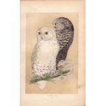 Snowy Owl Rev Morris Antique History of British Birds Engraving.