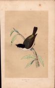 Marsh Tit Rev Morris Antique History of British Birds Engraving.