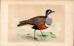 Dotterel Rev Morris Antique History of British Birds Engraving.