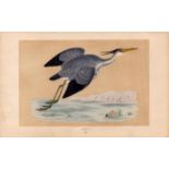 Heron Rev Morris Antique History of British Birds Engraving.