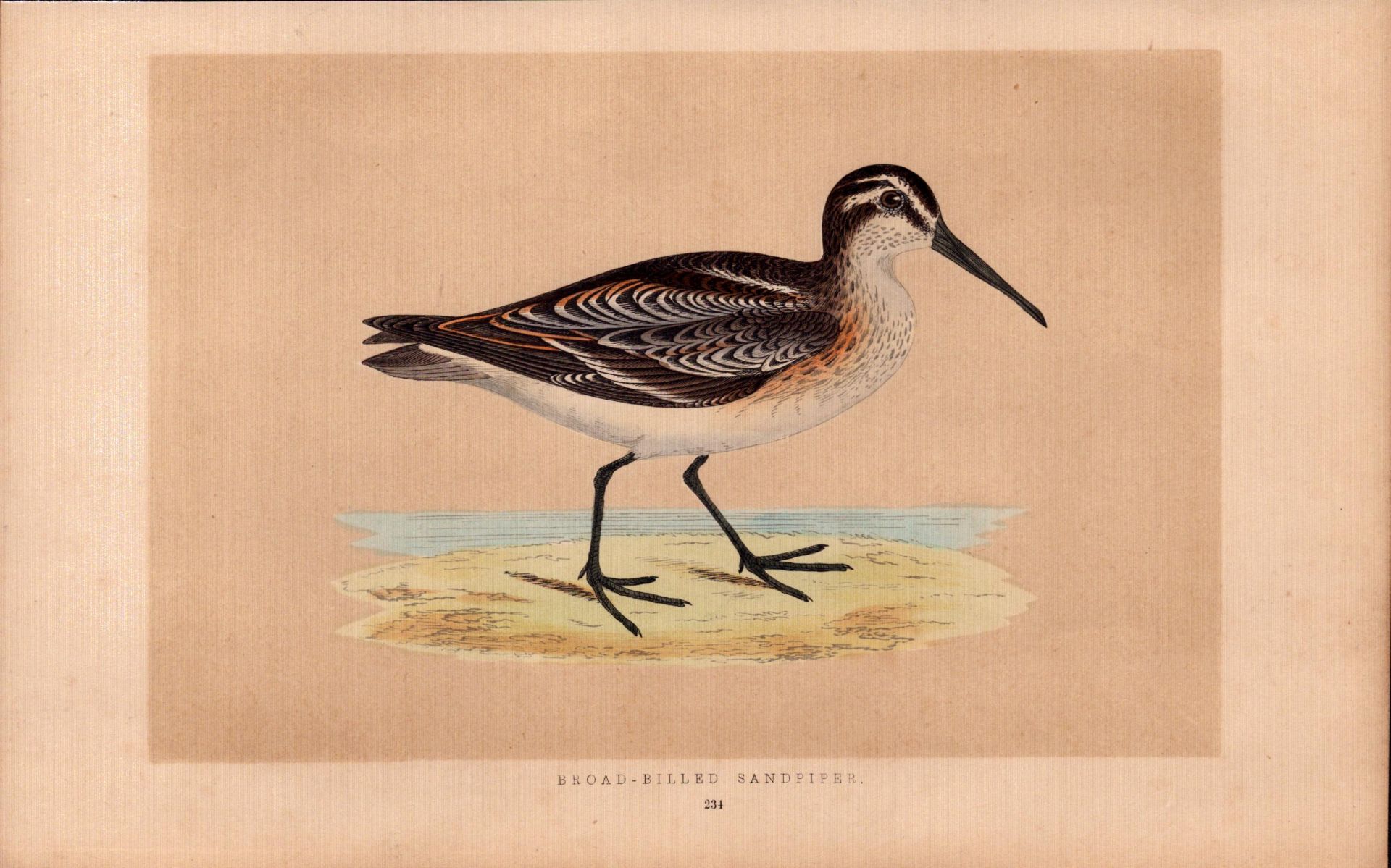 Broad Billed Sandpiper Rev Morris Antique History of British Birds Engraving.