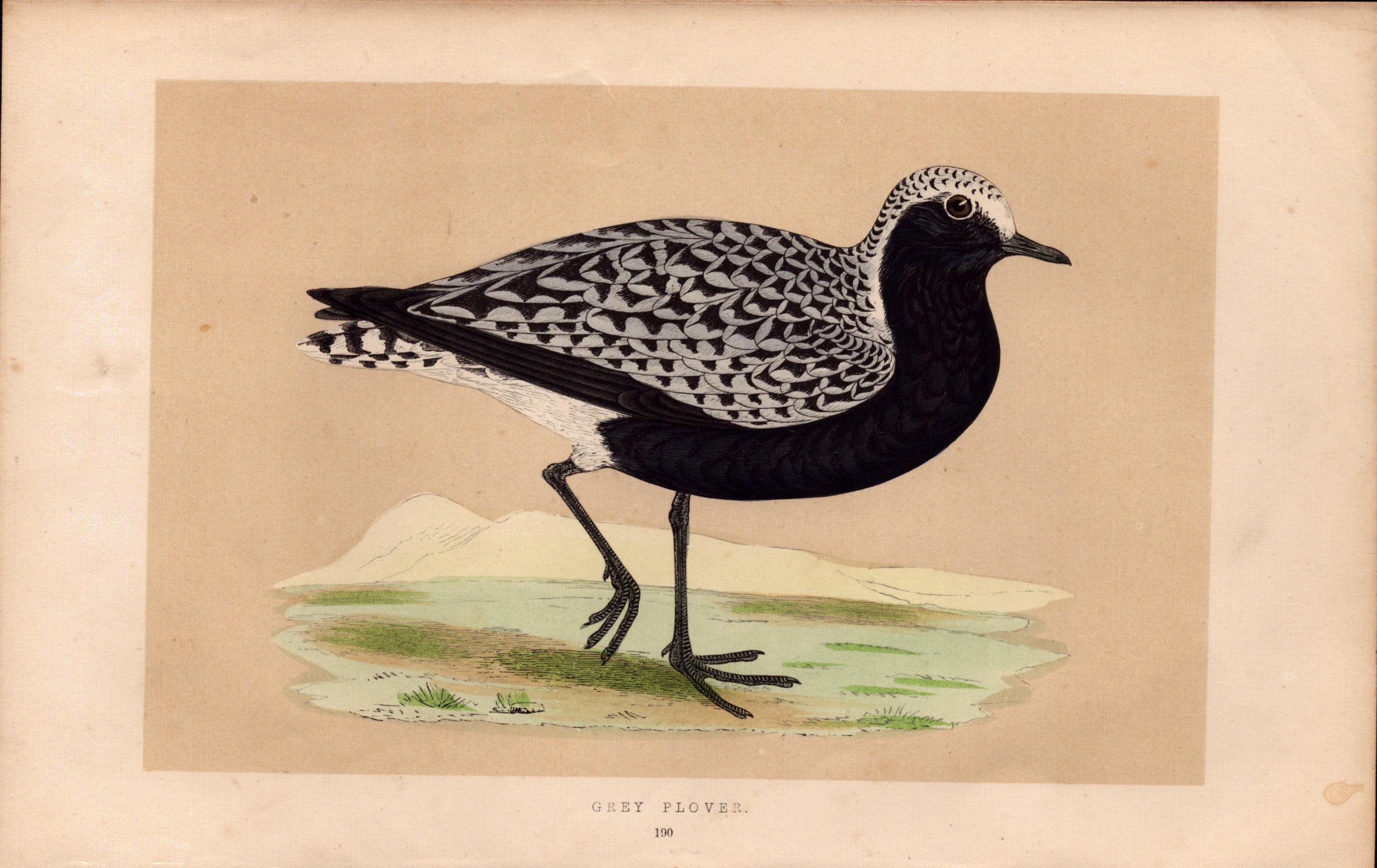Grey Plover Rev Morris Antique History of British Birds Engraving.