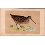 Woodcock Rev Morris Antique History of British Birds Engraving.