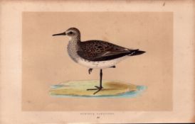 Schinz’s Sandpiper Rev Morris Antique History of British Birds Engraving.