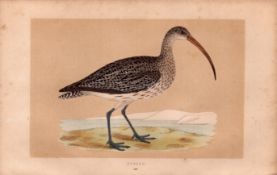 Curlew Rev Morris Antique History of British Birds Engraving.