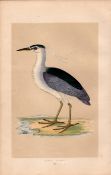 Night Heron Rev Morris Antique History of British Birds Engraving.