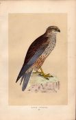 Marsh Harrier Rev Morris Antique History of British Birds Engraving.