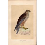 Marsh Harrier Rev Morris Antique History of British Birds Engraving.