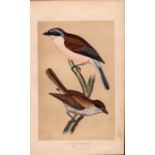 Great Shrike Rev Morris Antique History of British Birds Engraving.