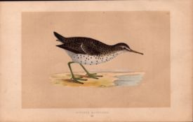 Spotted Sandpiper Rev Morris Antique History of British Birds Engraving.