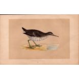 Spotted Sandpiper Rev Morris Antique History of British Birds Engraving.