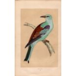 Roller Rev Morris Antique History of British Birds Engraving.