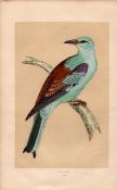 Roller Rev Morris Antique History of British Birds Engraving.