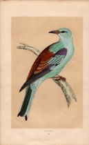 Roller Rev Morris Antique History of British Birds Engraving.