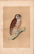 Little Owl Rev Morris Antique History of British Birds Engraving.