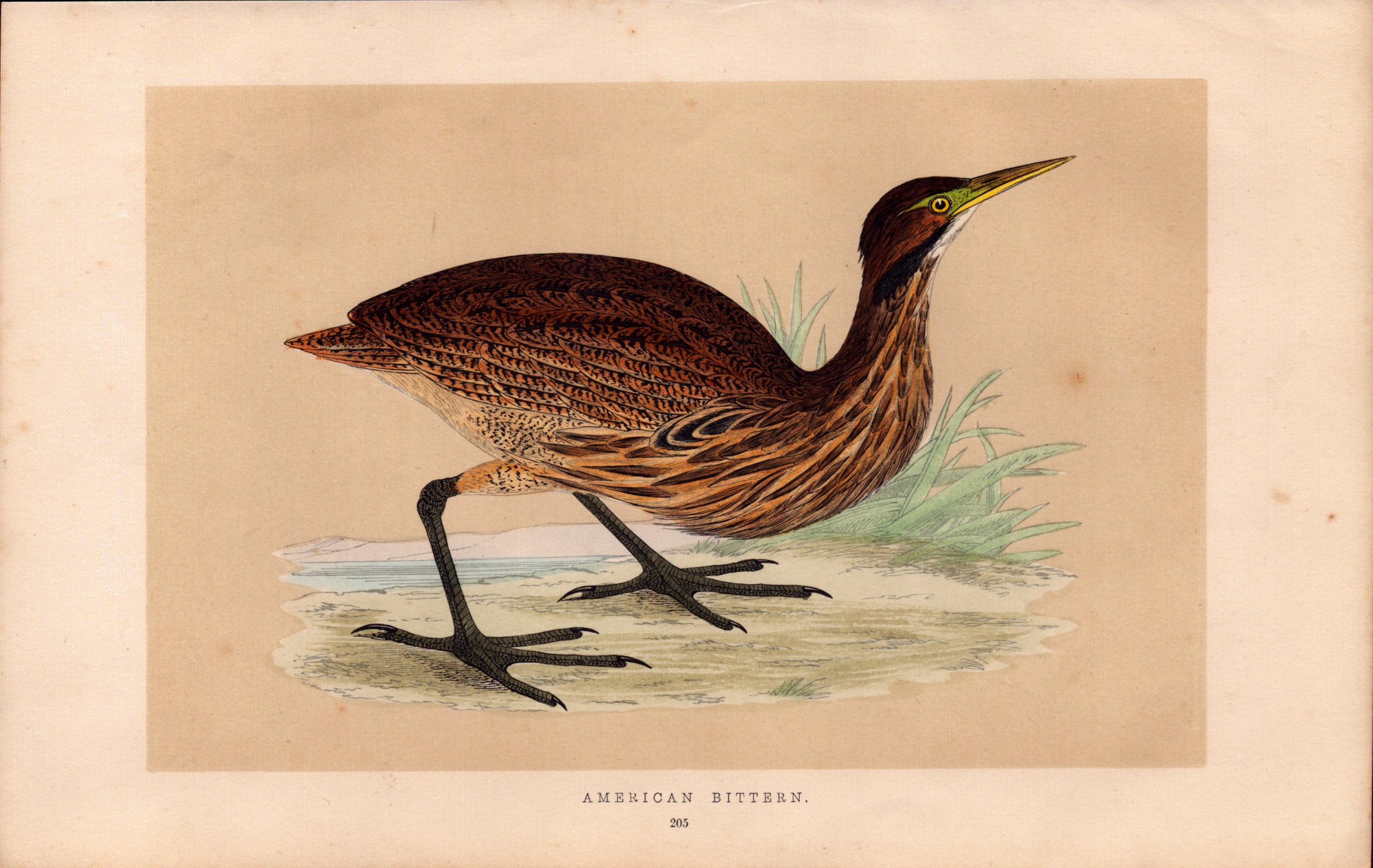 American Bittern Rev Morris Antique History of British Birds Engraving.