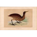 American Bittern Rev Morris Antique History of British Birds Engraving.