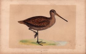 Sabine’s Snipe Rev Morris Antique History of British Birds Engraving.