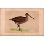 Sabine’s Snipe Rev Morris Antique History of British Birds Engraving.