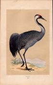 Crane Rev Morris Antique History of British Birds Engraving.