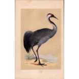 Crane Rev Morris Antique History of British Birds Engraving.