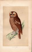 Tawny Owl Rev Morris Antique History of British Birds Engraving.