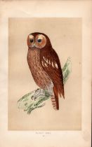 Tawny Owl Rev Morris Antique History of British Birds Engraving.