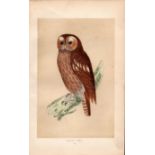 Tawny Owl Rev Morris Antique History of British Birds Engraving.