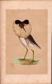 Ruff Rev Morris Antique History of British Birds Engraving.