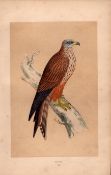 Kite Rev Morris Antique History of British Birds Engraving.