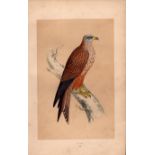Kite Rev Morris Antique History of British Birds Engraving.