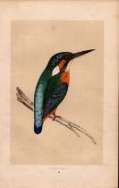 Kingfisher Rev Morris Antique History of British Birds Engraving.