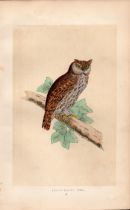 Scops Eared Owl Rev Morris Antique History of British Birds Engraving.