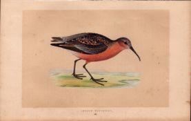 Curlew Sandpiper Rev Morris Antique History of British Birds Engraving.