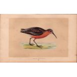 Curlew Sandpiper Rev Morris Antique History of British Birds Engraving.