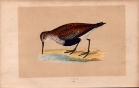 Dunlin Rev Morris Antique History of British Birds Engraving.