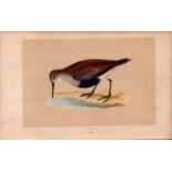 Dunlin Rev Morris Antique History of British Birds Engraving.