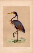 Purple Heron Rev Morris Antique History of British Birds Engraving.