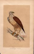 Rough Legged Buzzard Rev Morris Antique History of British Birds Engraving.